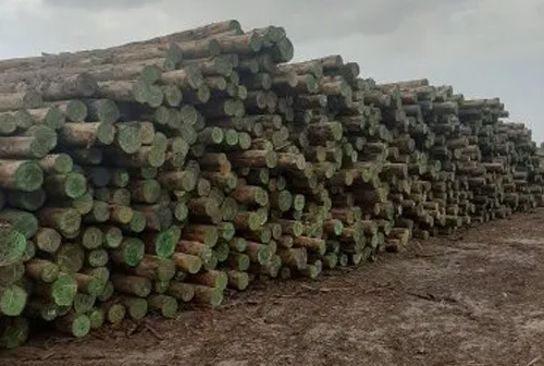 pine-timber-wood