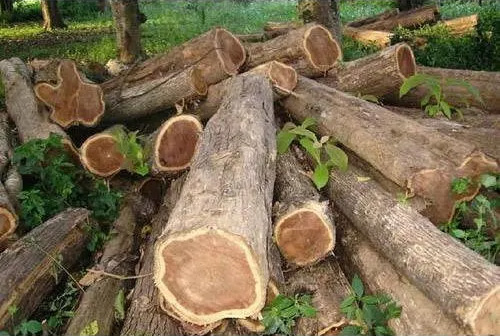 uruguay pine sawn timber