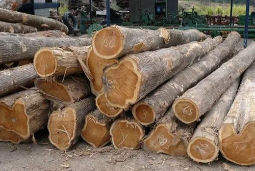 teak-wood-logs.jpg